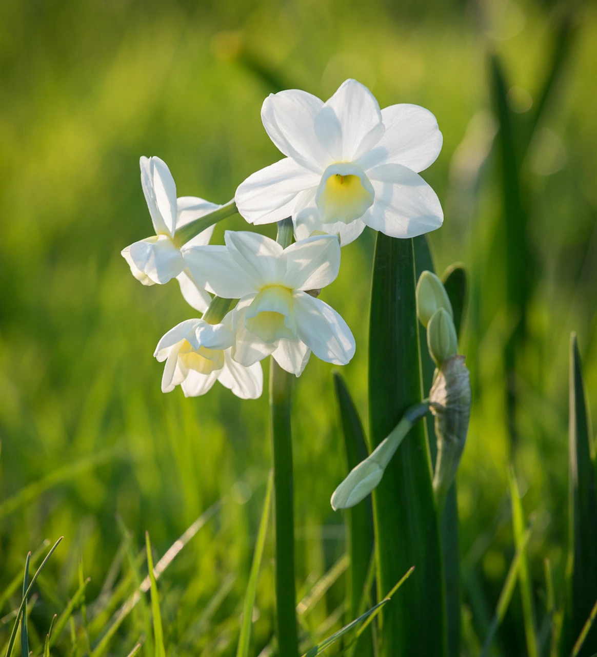 Perfumed Path Collection - Image 2