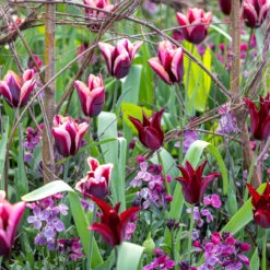 Vintage Sepia Collection