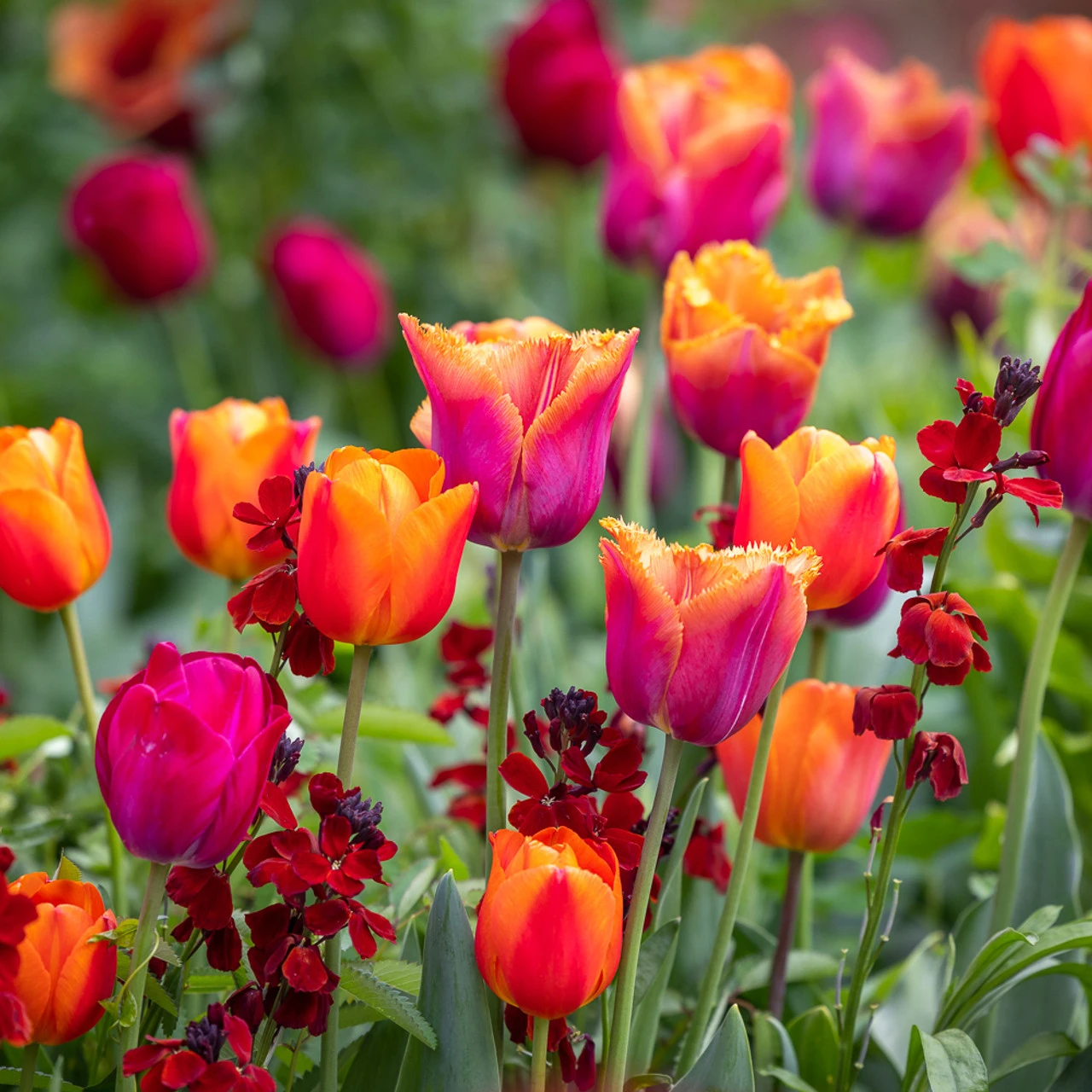 Karoo Sunset Collection - Image 3