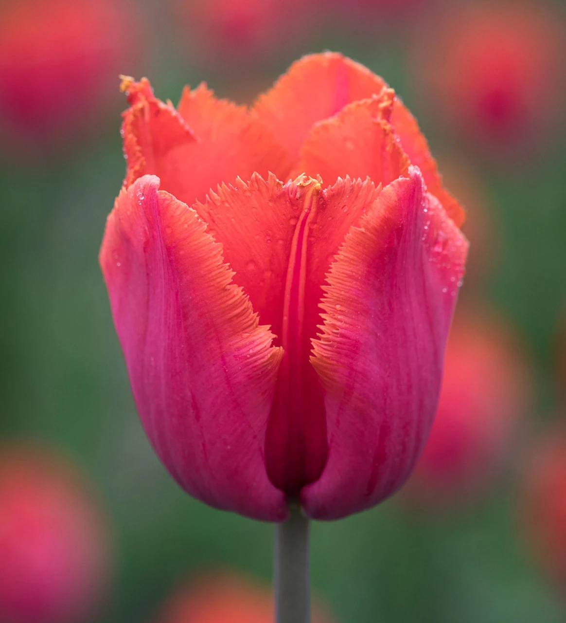 Karoo Sunset Collection - Image 9