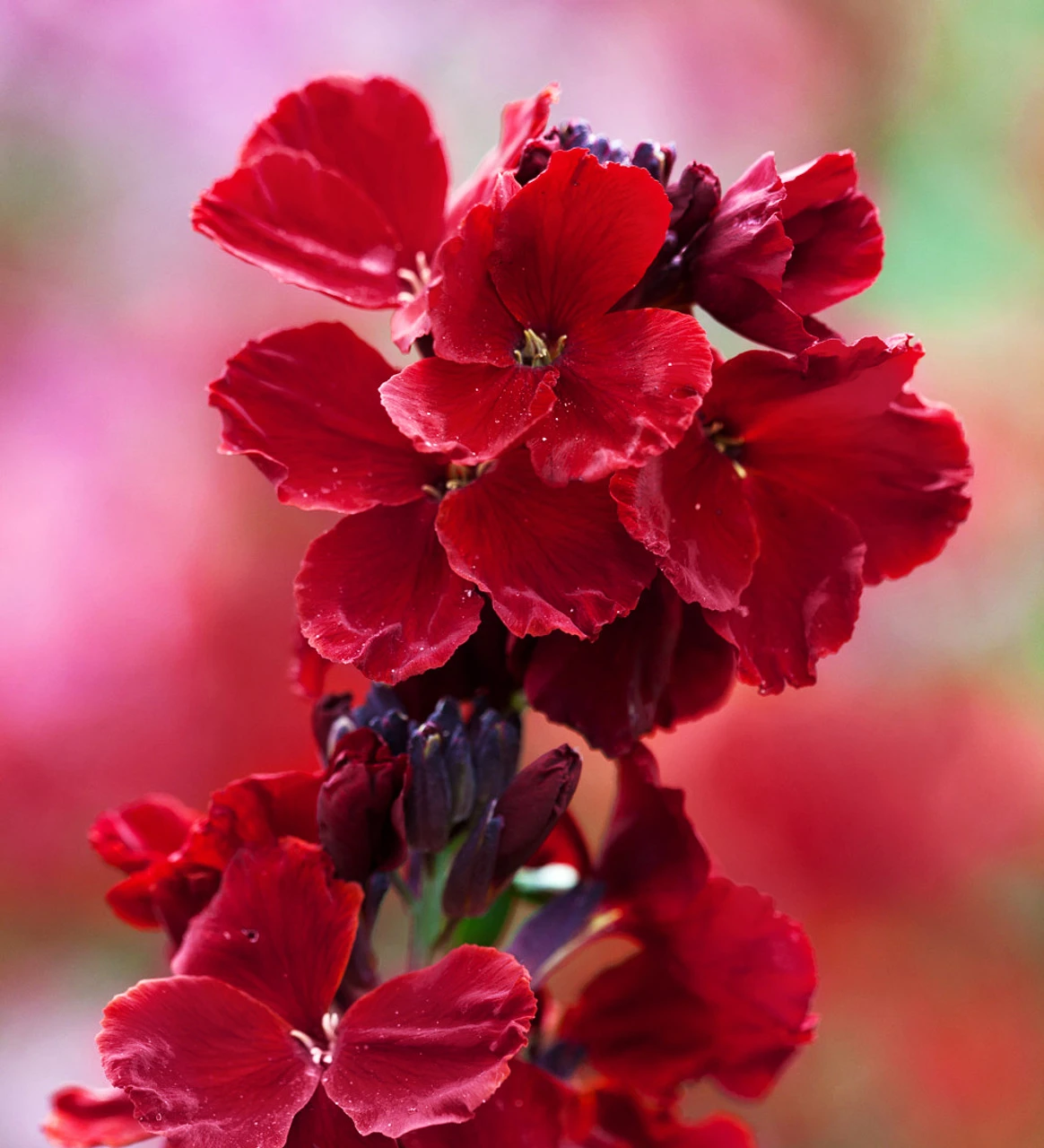 Karoo Sunset Collection - Image 8