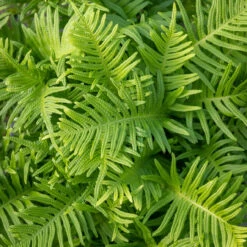 Polypodium 'Whitley Giant'