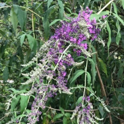 Buddleja Lindleyana