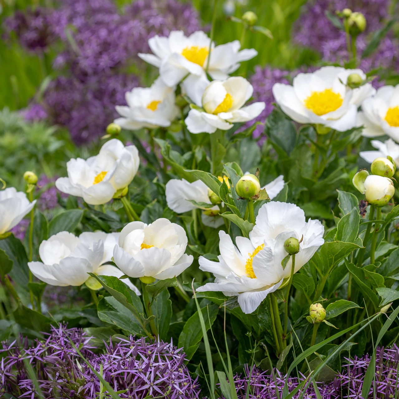 Paeonia Lactiflora 'Jan Van Leeuwen'