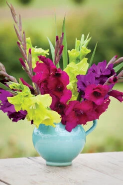 Velvet Gladioli Collection