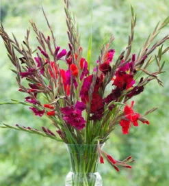 Hollywood Gladioli Collection