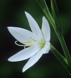 Hesperantha Coccinea F. Alba