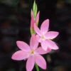 Hesperantha Coccinea 'Sunrise'