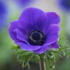 Anemone Coronaria 'Jerusalem Blue'