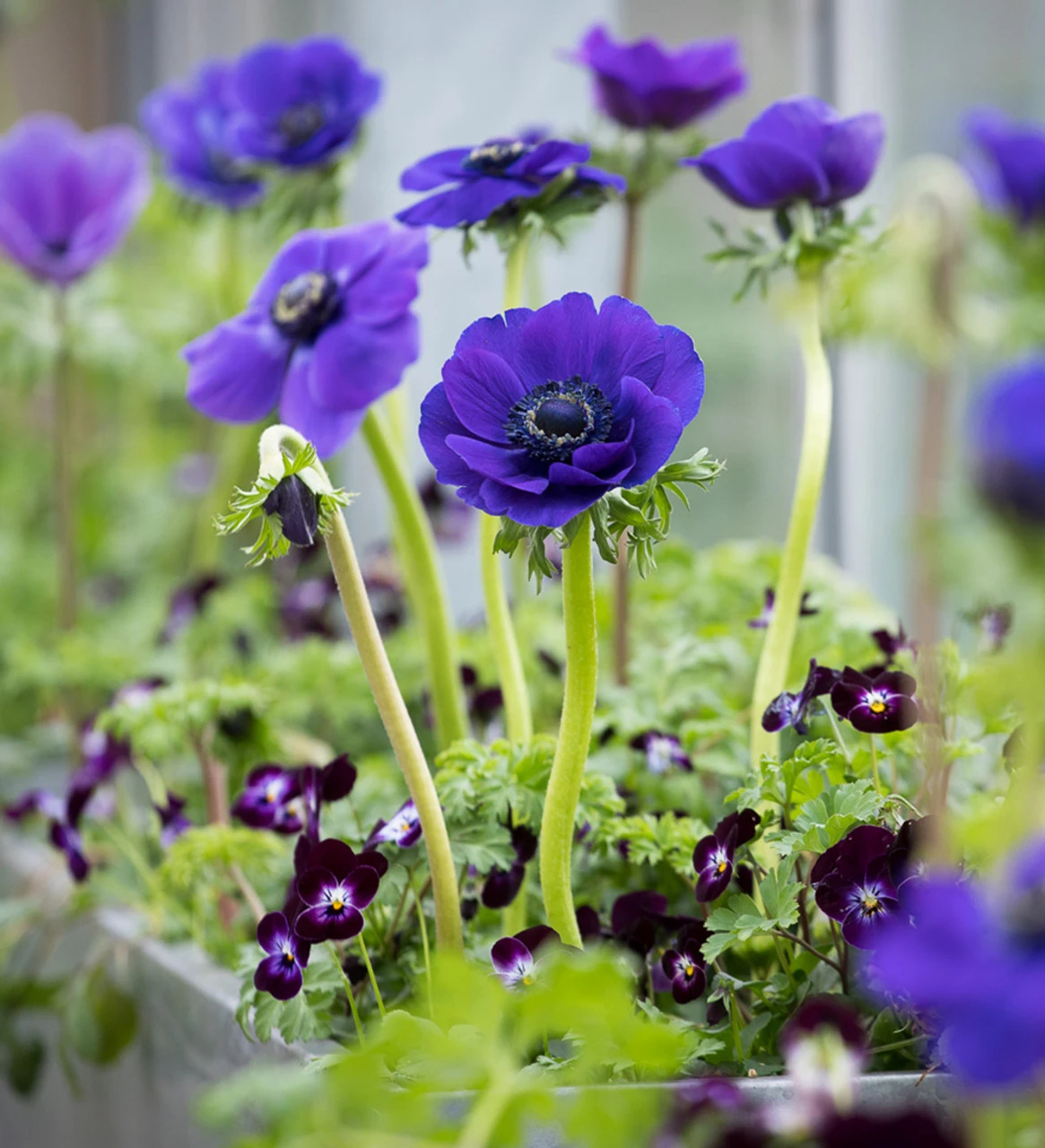 Anemone Coronaria 'Jerusalem Blue' - Image 2