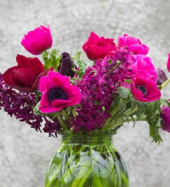 Anemone Coronaria 'Jerusalem Pink'
