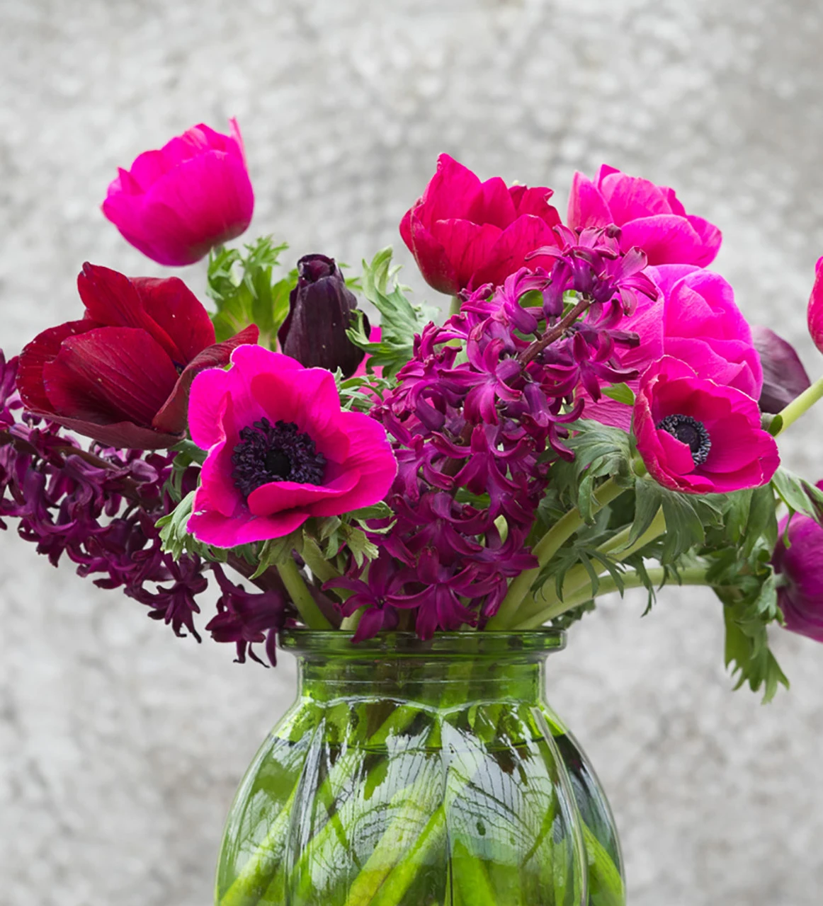 Anemone Coronaria 'Jerusalem Pink'