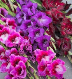 Pure Silk Gladioli Collection
