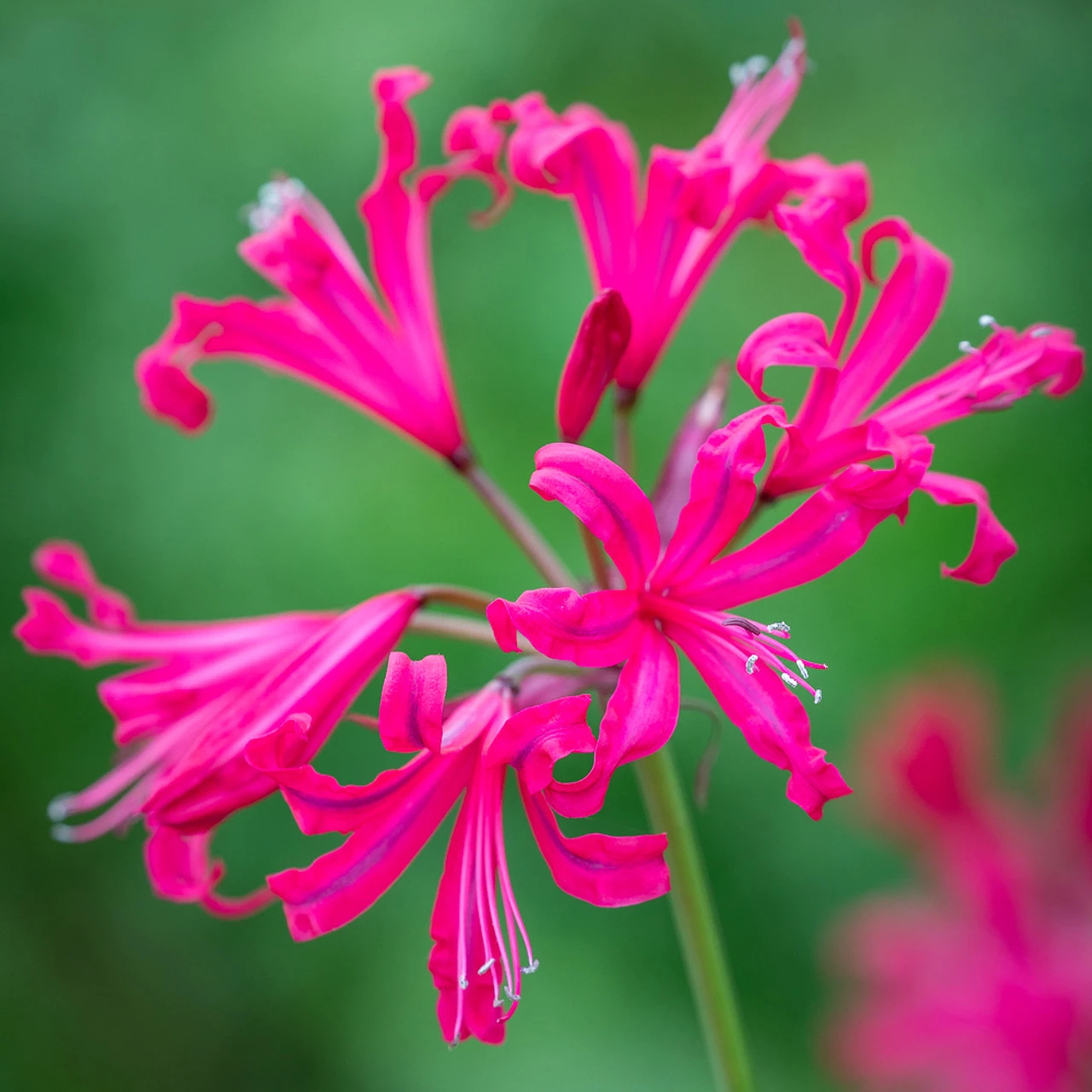 Nerine Bowdenii 'Mr Nick'