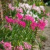 Border Nerine Collection