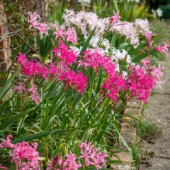 Border Nerine Collection
