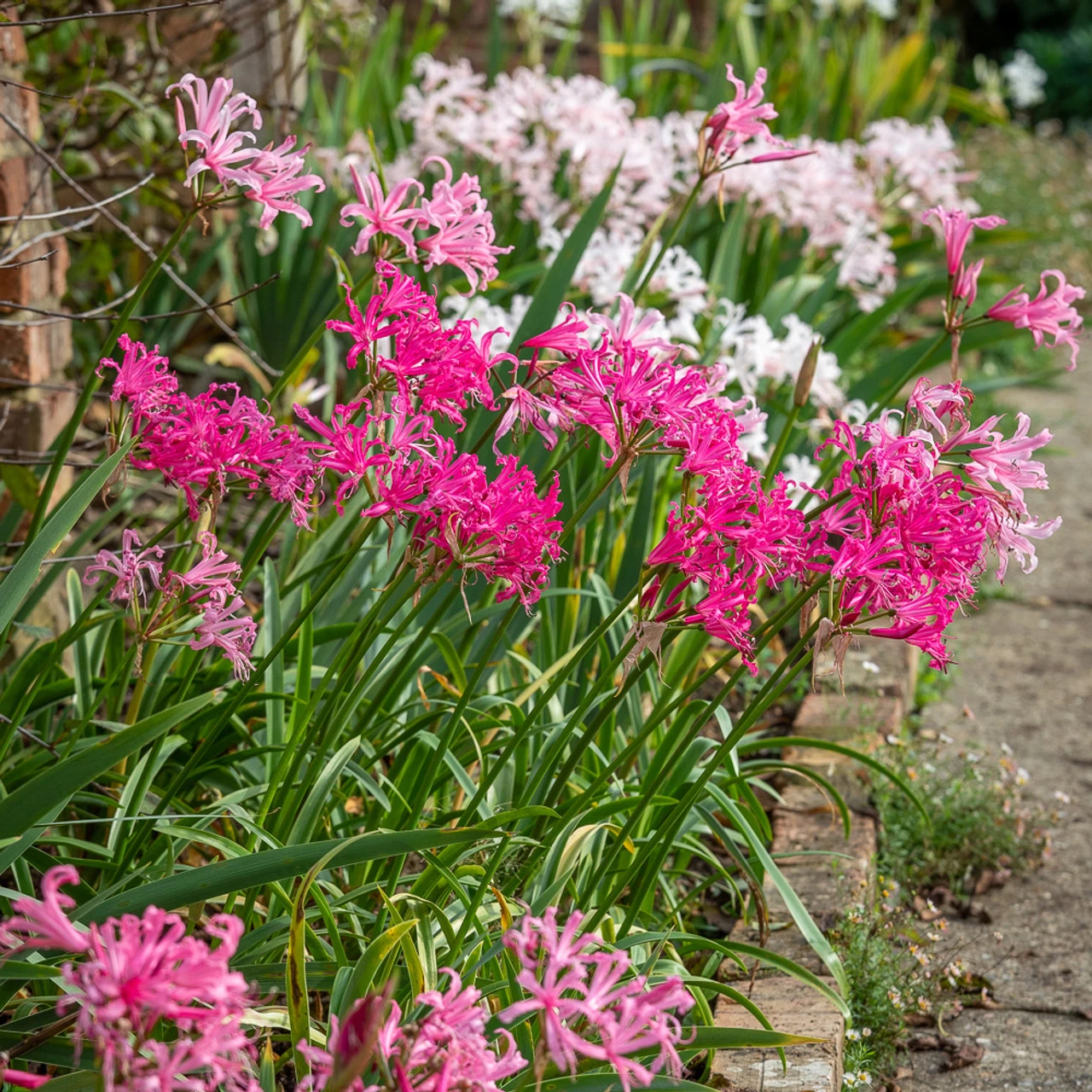 Border Nerine Collection