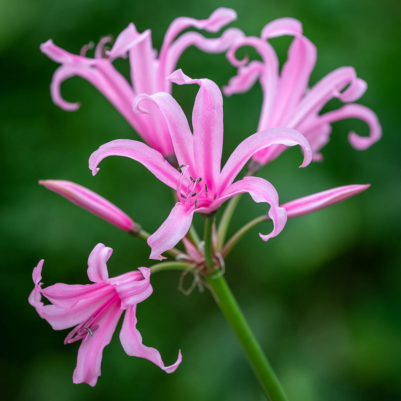 Border Nerine Collection - Image 2