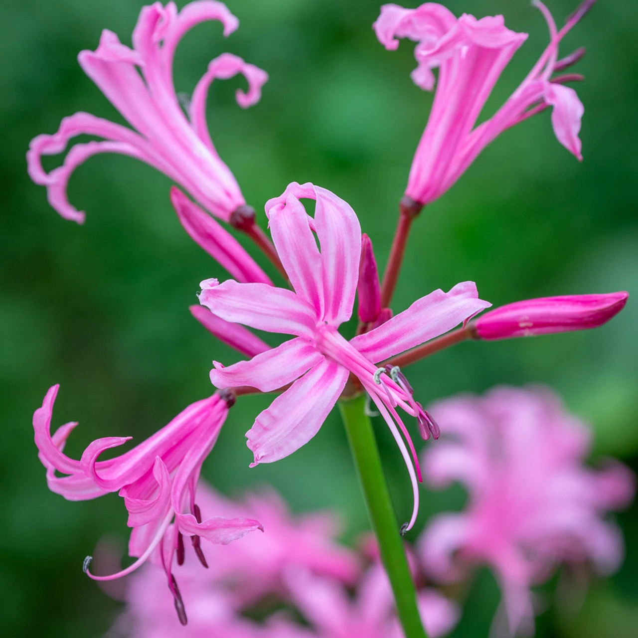 Border Nerine Collection - Image 3