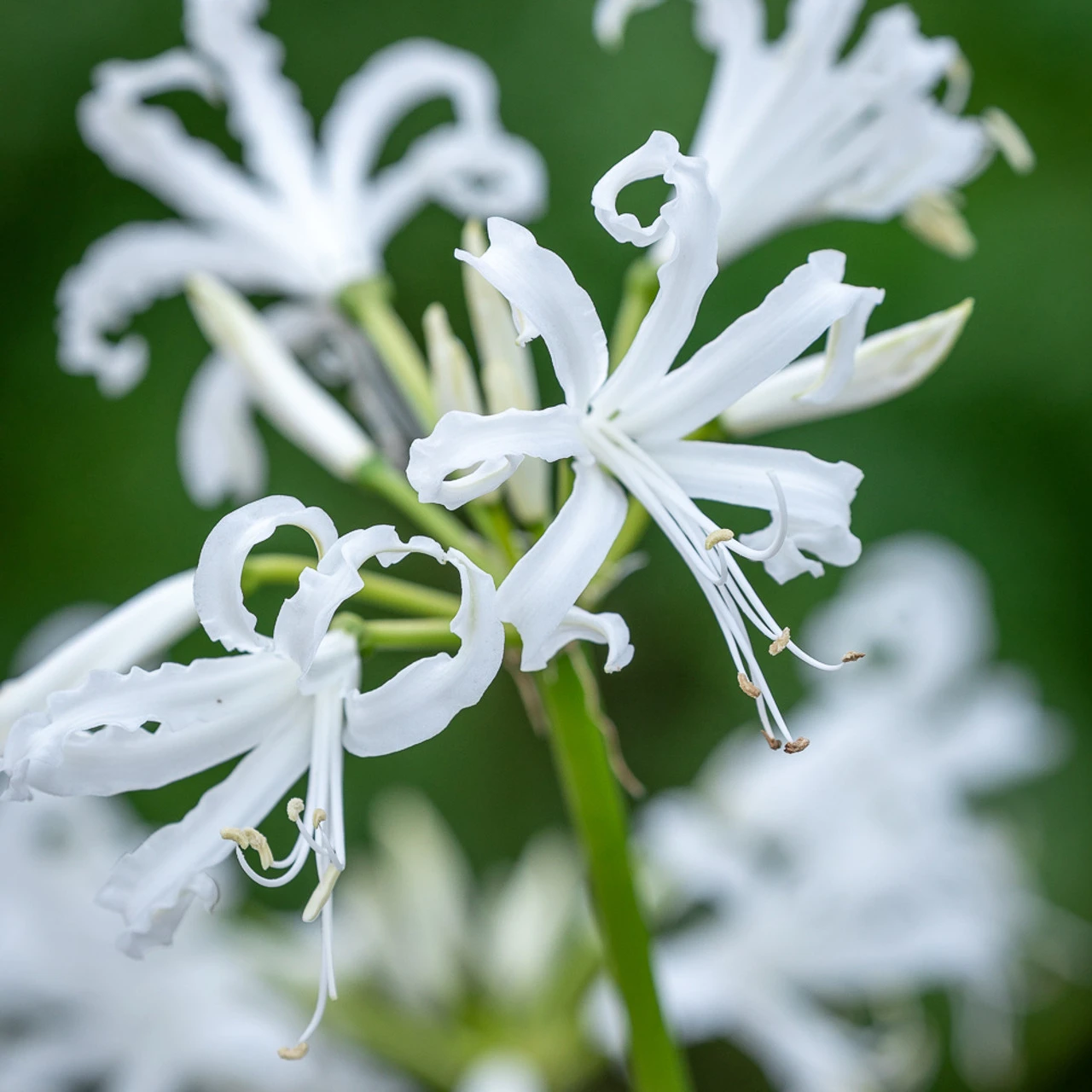 Border Nerine Collection - Image 5