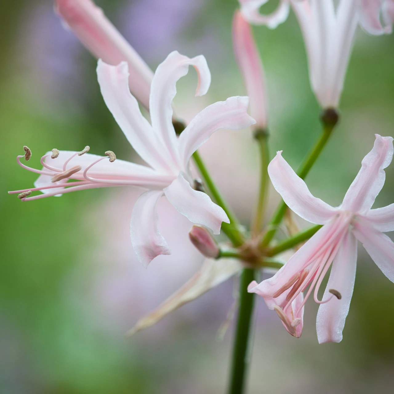 Border Nerine Collection - Image 6