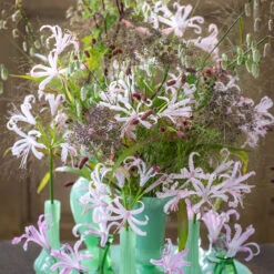 Amarine Tubergenii 'Paris' (Belladiva Series)