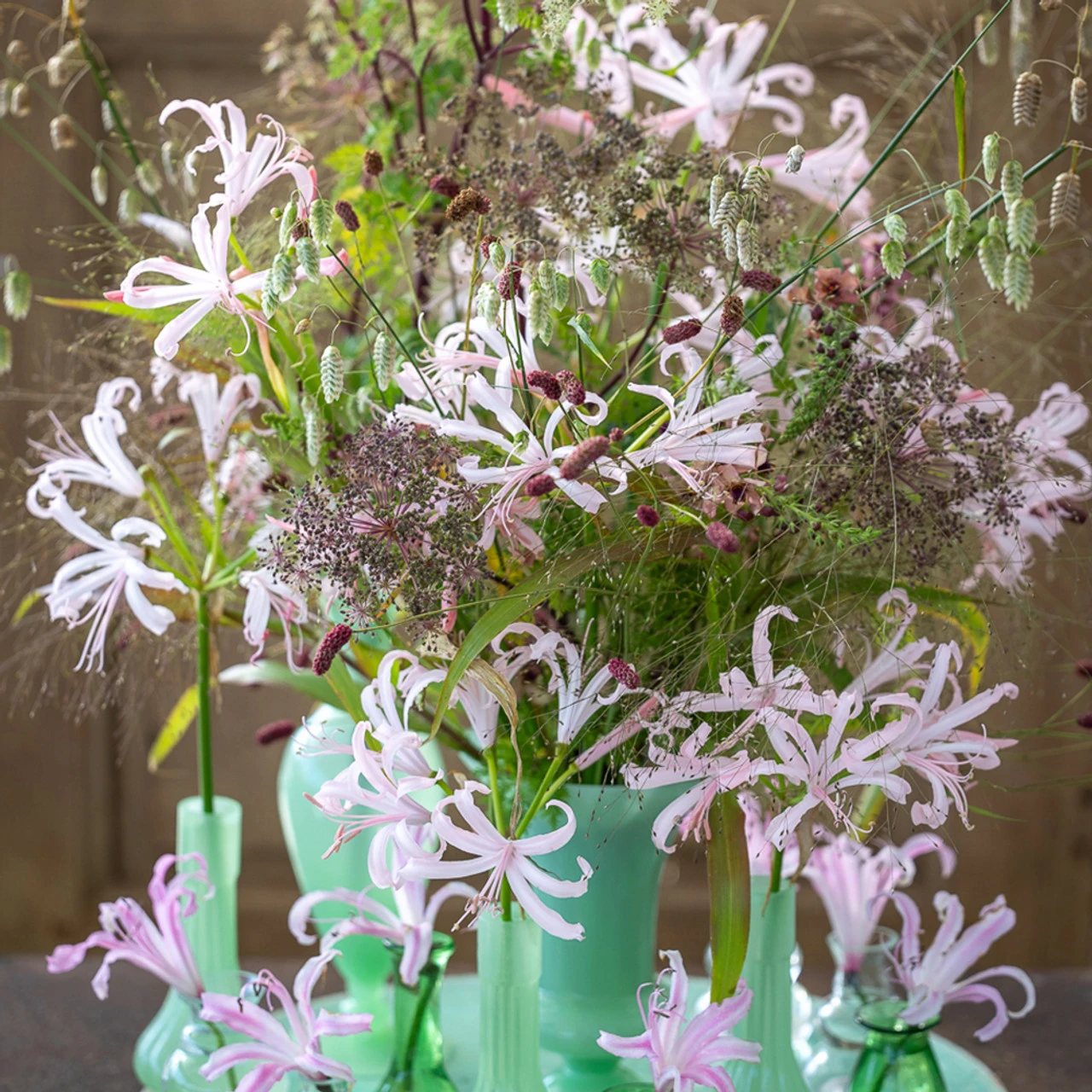 Amarine Tubergenii 'Paris' (Belladiva Series)