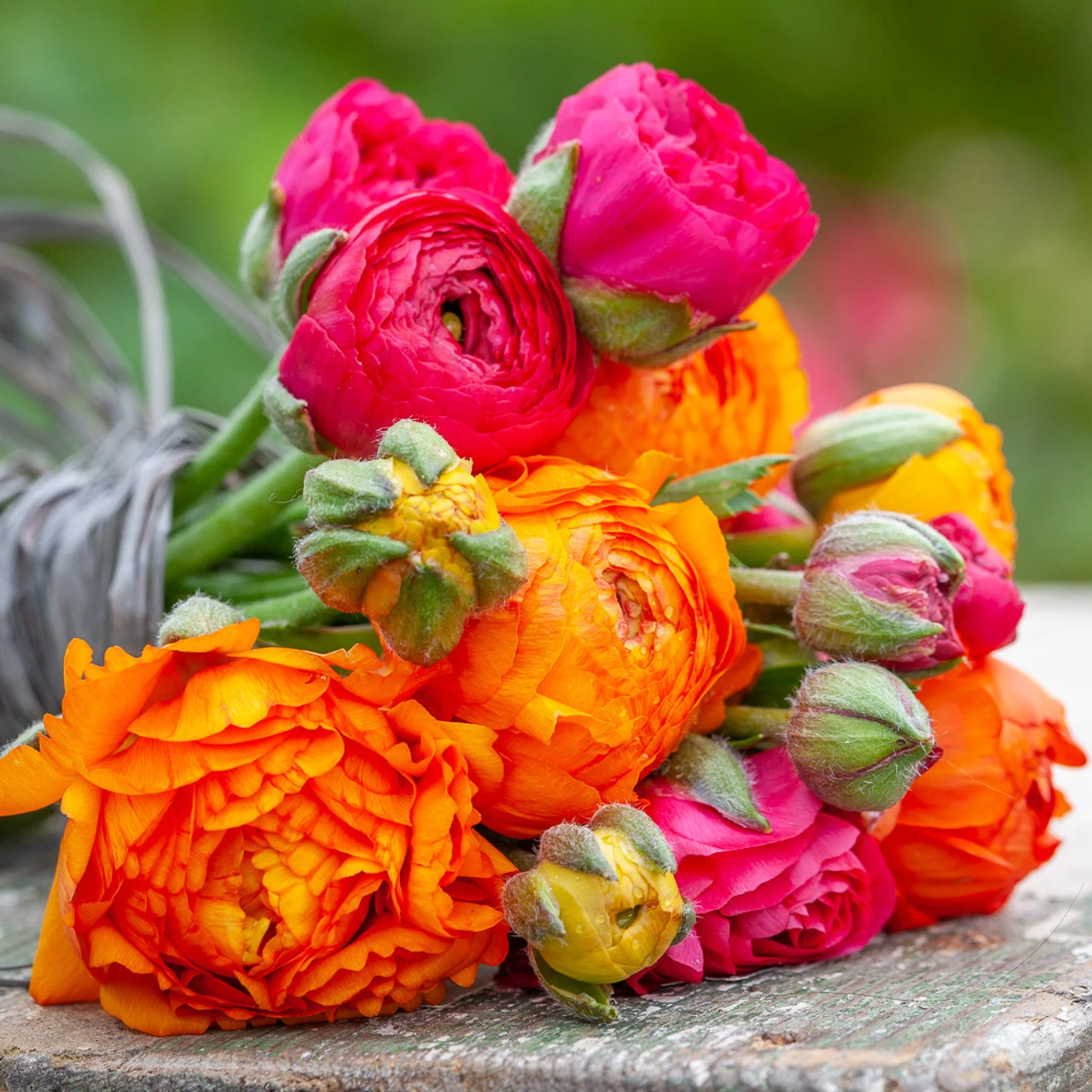 Ranunculus Bright Collection