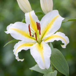 Lilium 'Aubade'