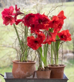 Christmas Amaryllis Collection