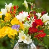 Classic Freesia Mix