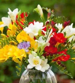 Classic Freesia Mix