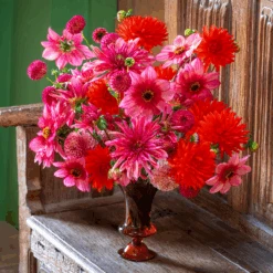 Cuban Dahlia Collection