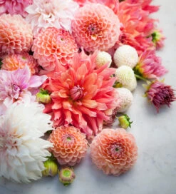 Rubens Dahlia Collection