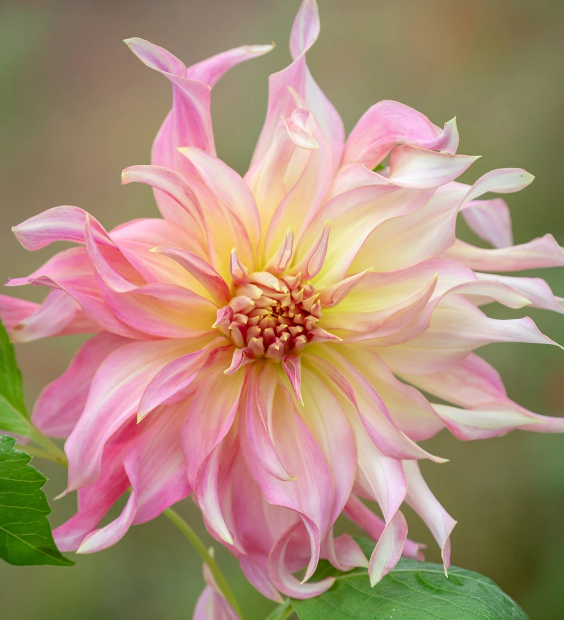 Rajasthan Dahlia Collection - Image 5