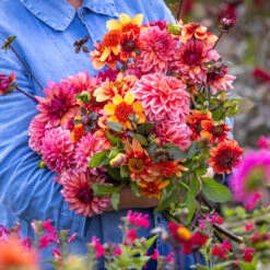 Sarah Raven Exclusives Dahlia Collection