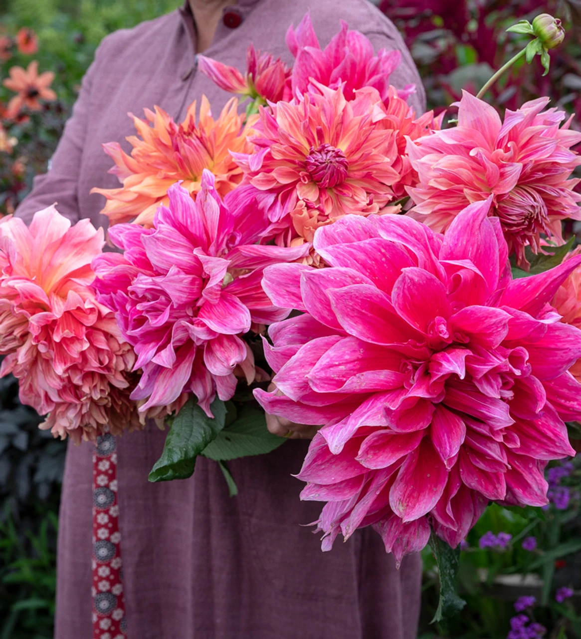 Rajasthan Dahlia Collection