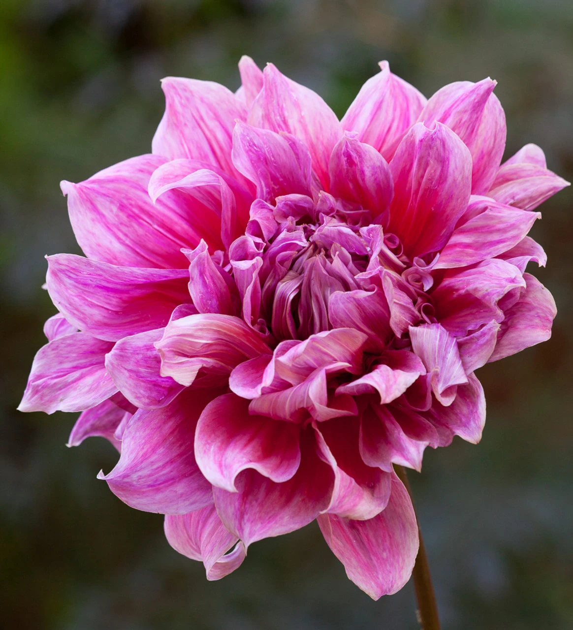 Rajasthan Dahlia Collection - Image 2