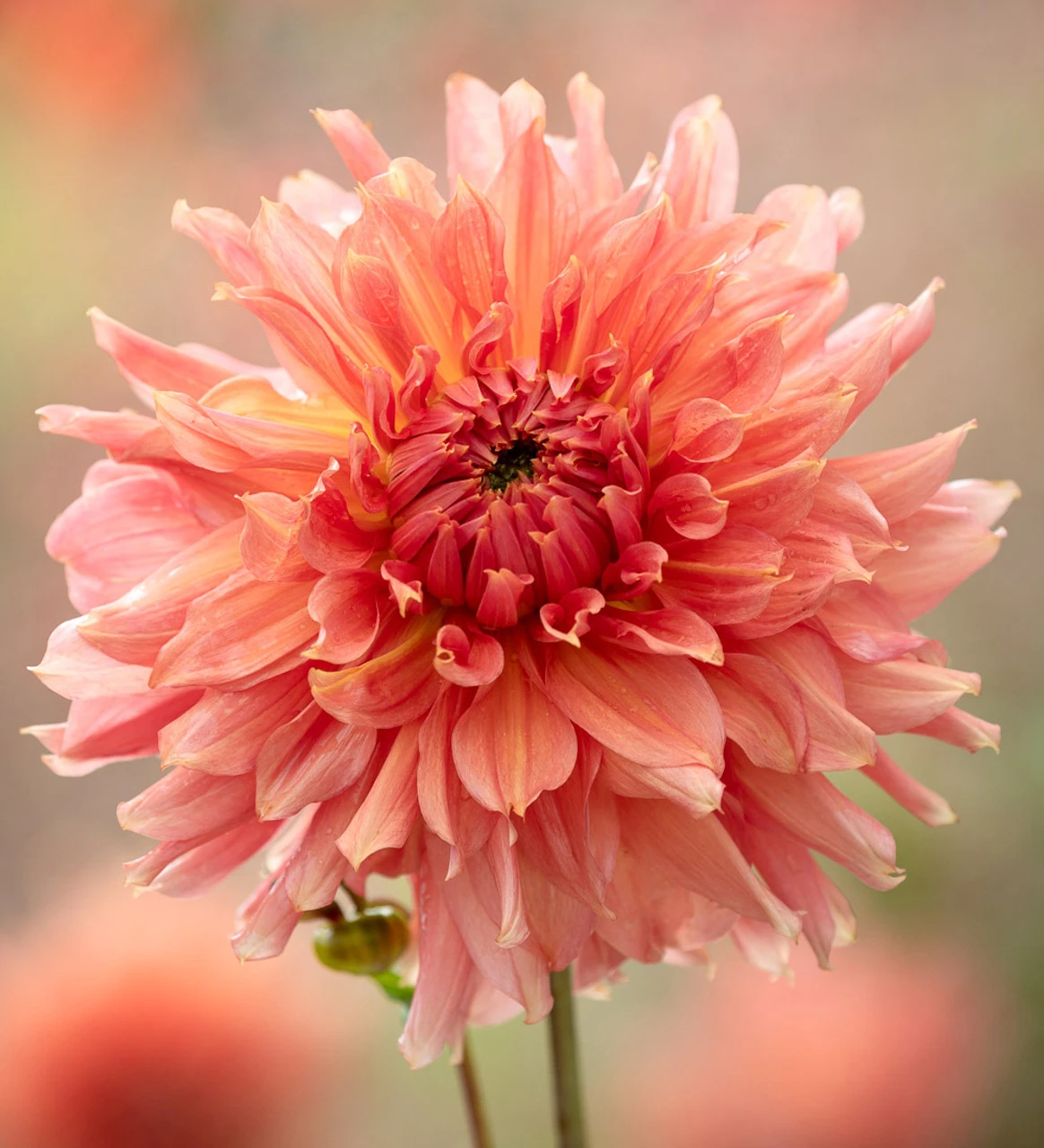 Rajasthan Dahlia Collection - Image 3