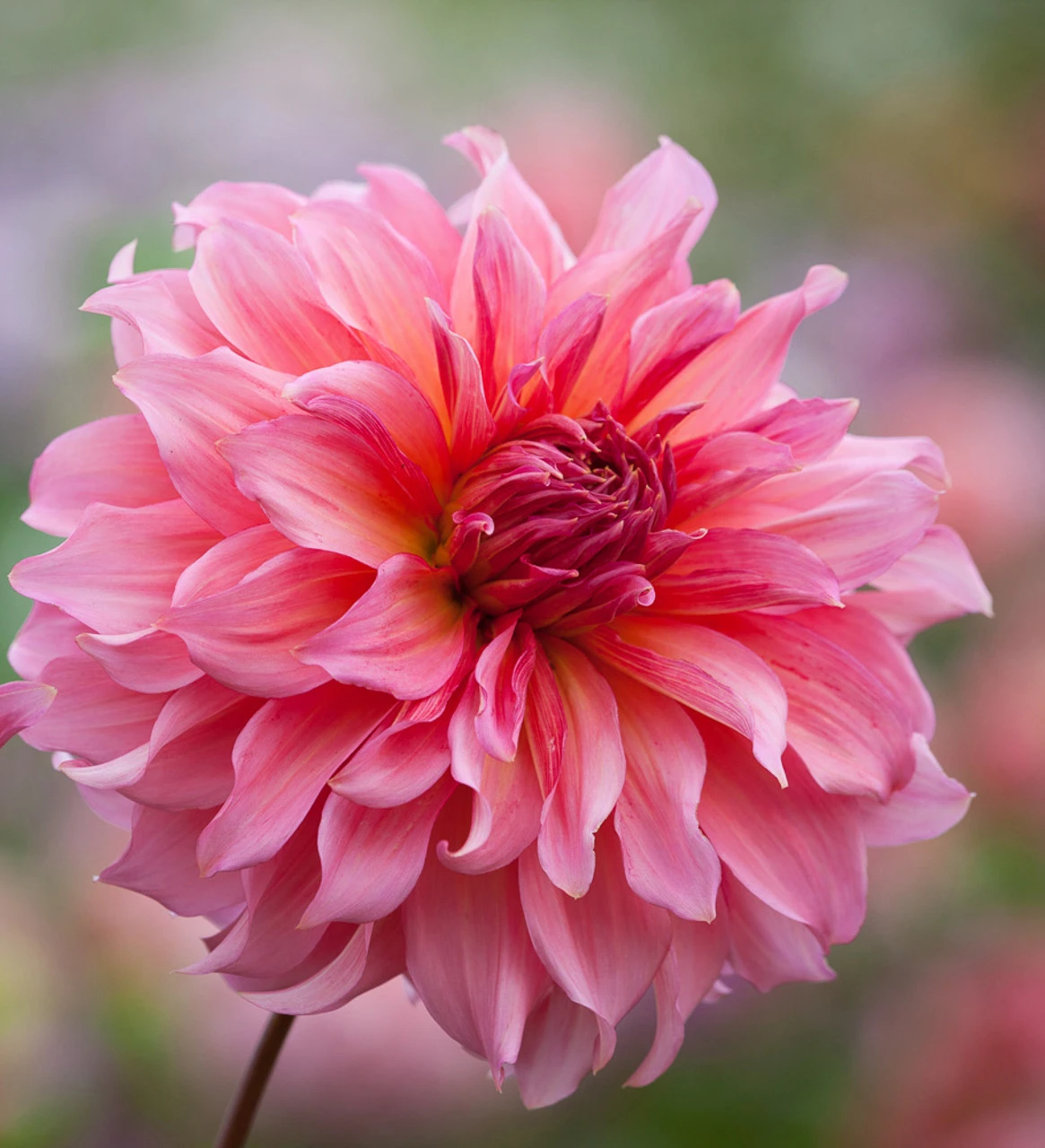Rajasthan Dahlia Collection - Image 4