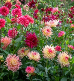 Coral Reef Dahlia Collection