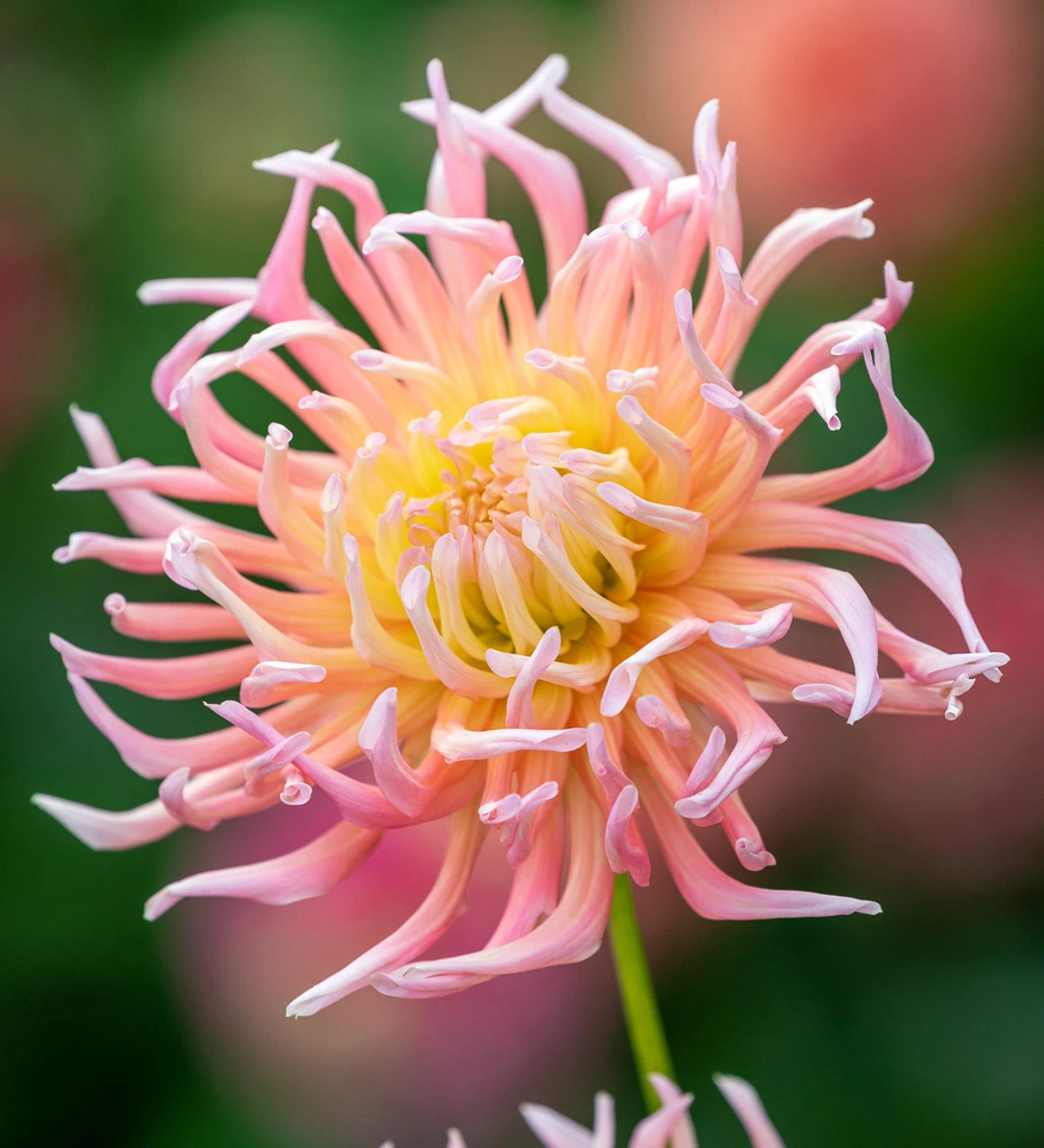 Coral Reef Dahlia Collection - Image 2