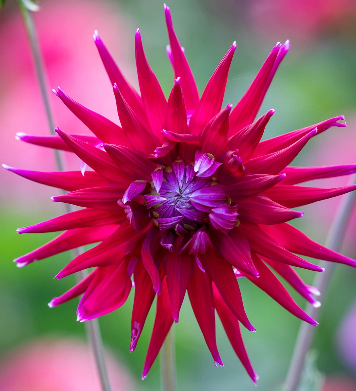 Coral Reef Dahlia Collection - Image 3