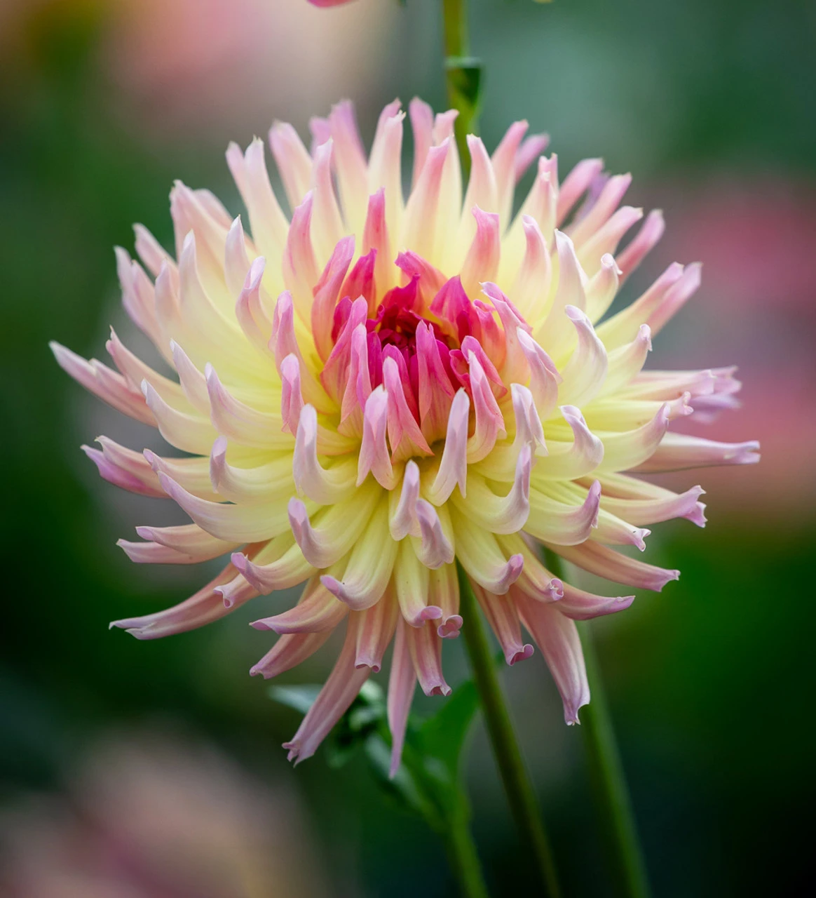 Coral Reef Dahlia Collection - Image 4