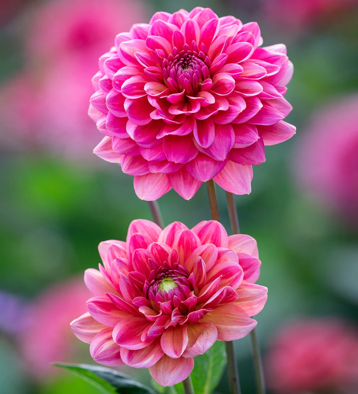 Coral Reef Dahlia Collection - Image 5