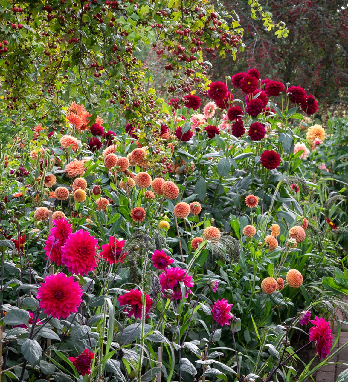 Autumn Border Dahlia Collection