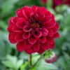 Dahlia 'Dalaya Aruna'