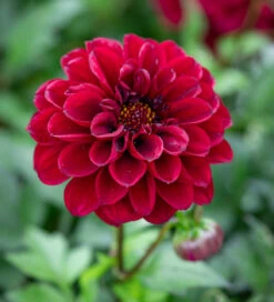 Dahlia 'Dalaya Aruna'