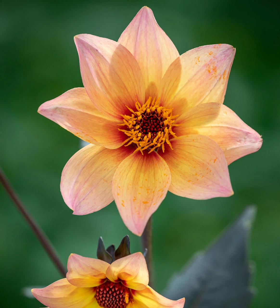 Dahlia 'Mystic Fantasy' - Image 2