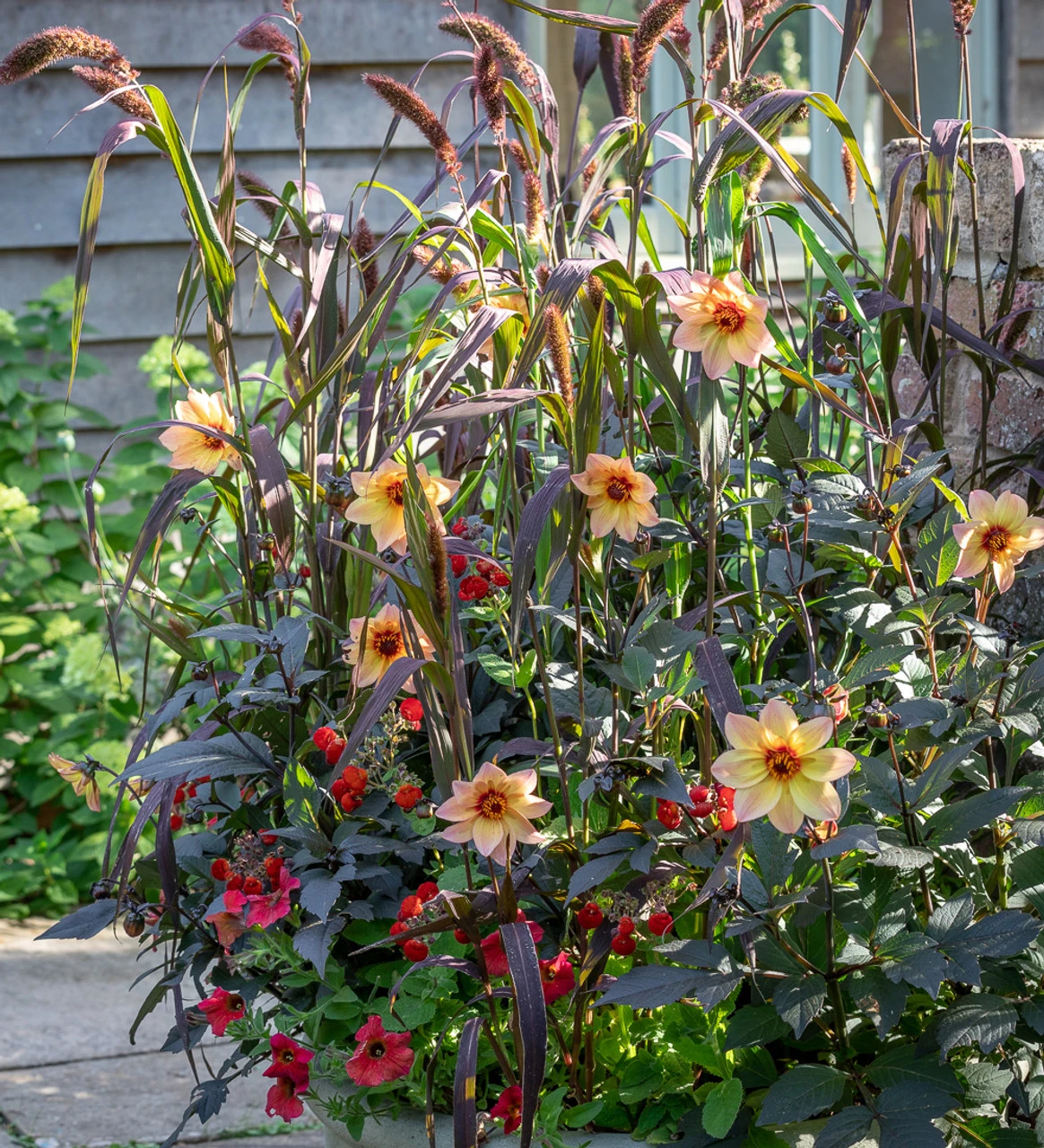 Dahlia 'Mystic Fantasy' - Image 3